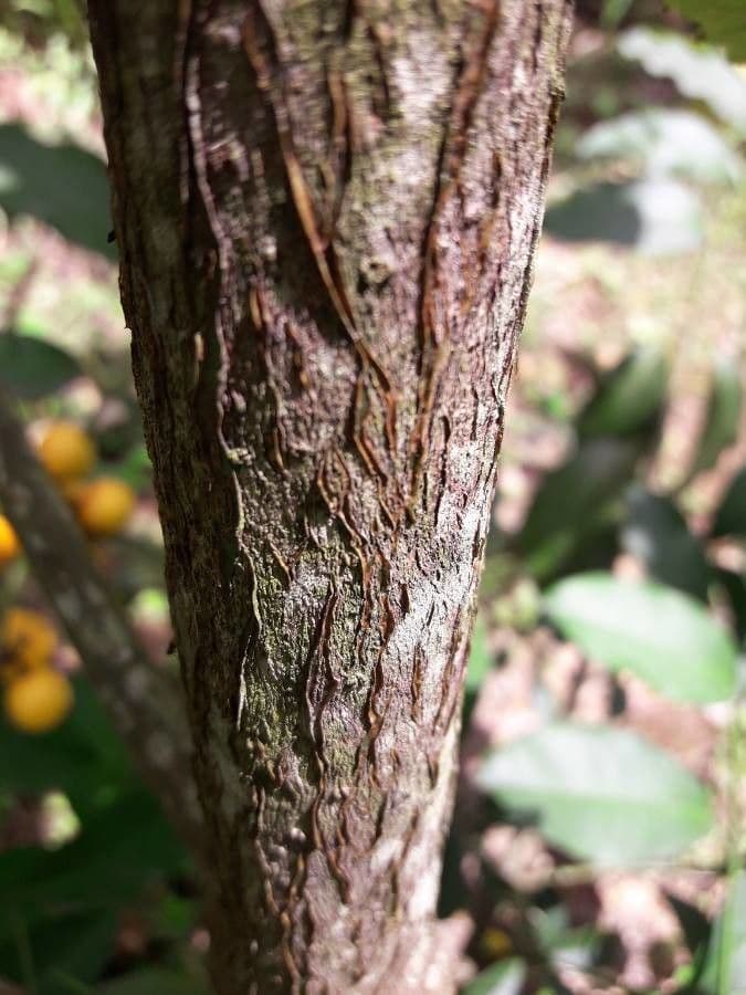 Garcinia 18