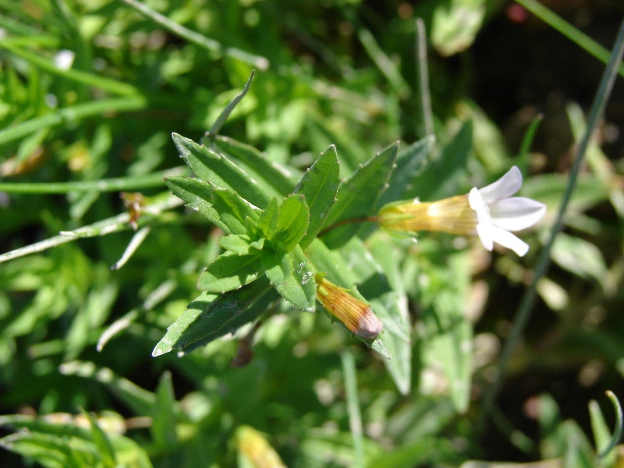 Graciola lekárska 21