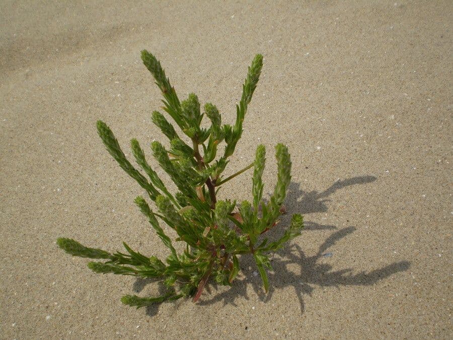 Corispermum di Pallas 10