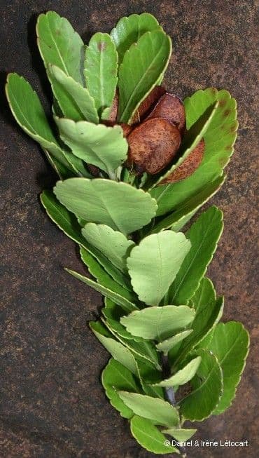 Peripterygia 9