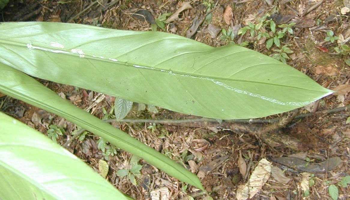 Philodendron 4