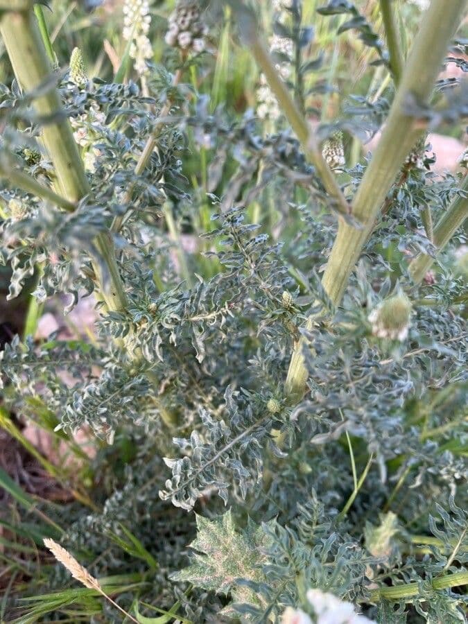 Reseda bianca 16
