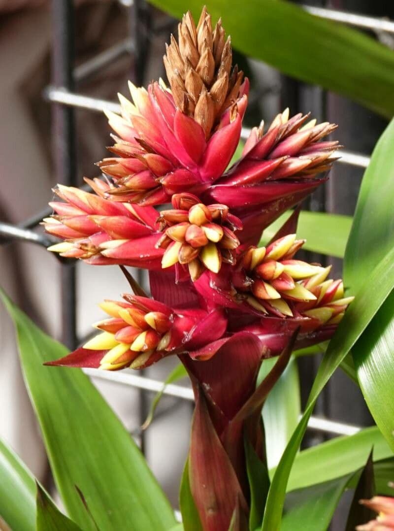 Guzmania di Scherzer 3