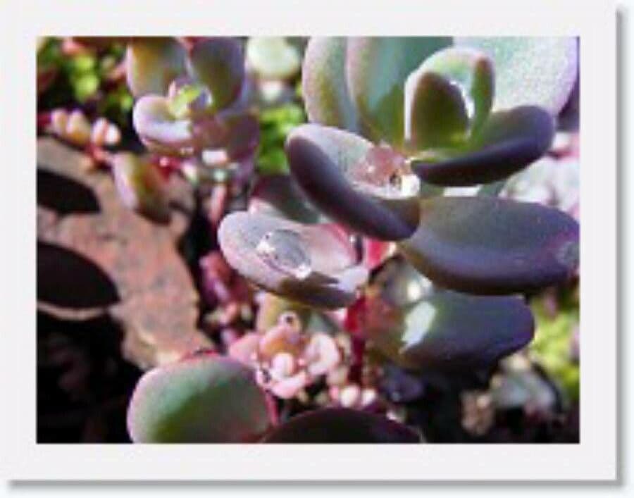 Sedum di Siebold 17