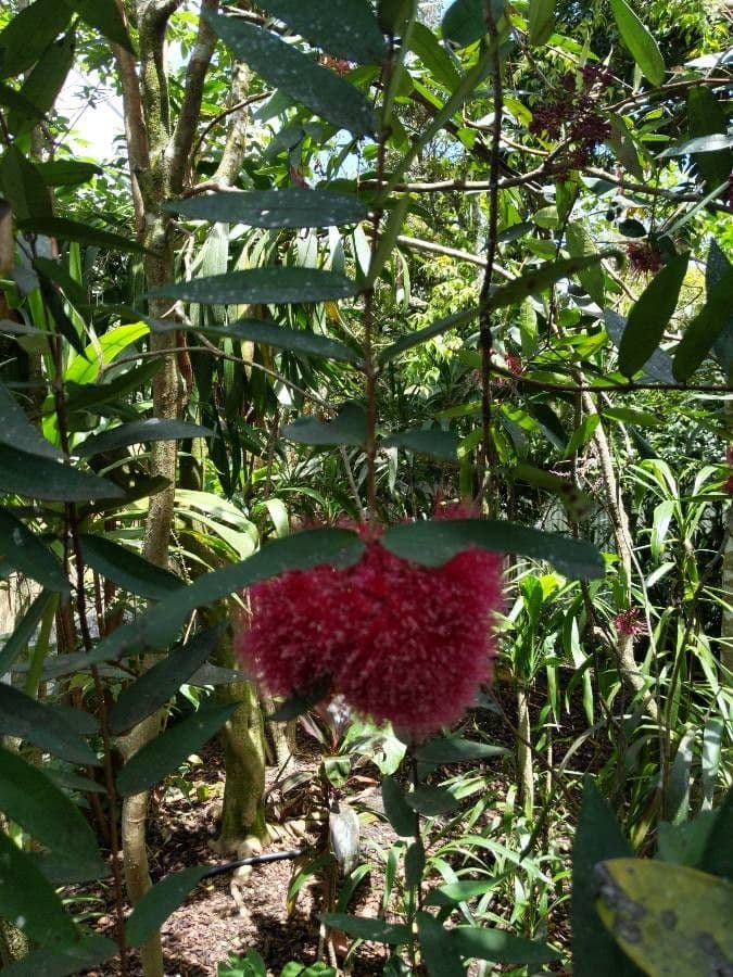 Syzygium 5
