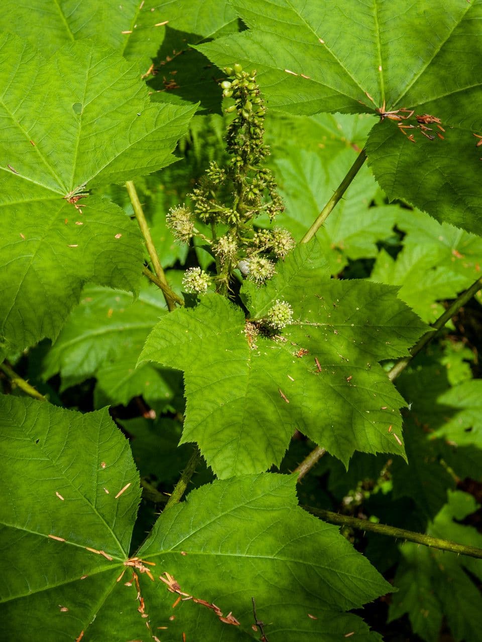 Oplopanax horridus 6