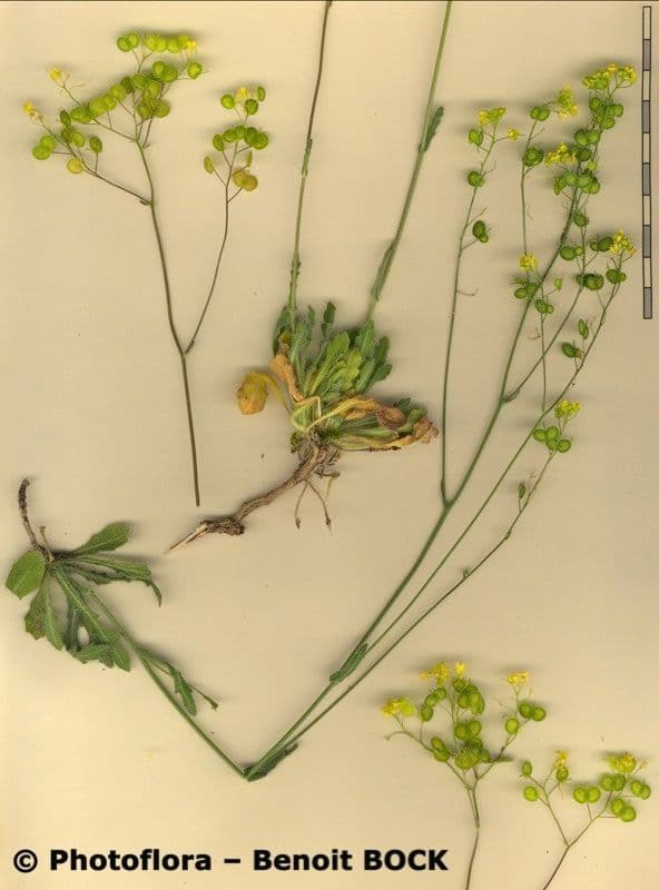 Biscutella 4