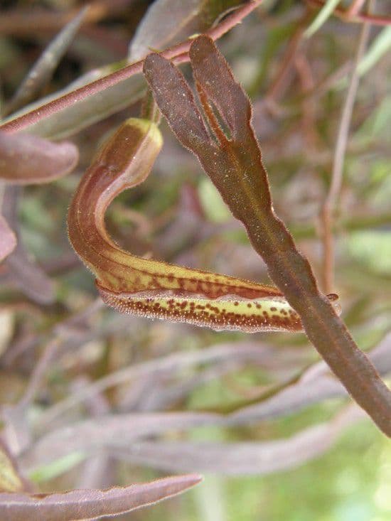 Aristolochia 3