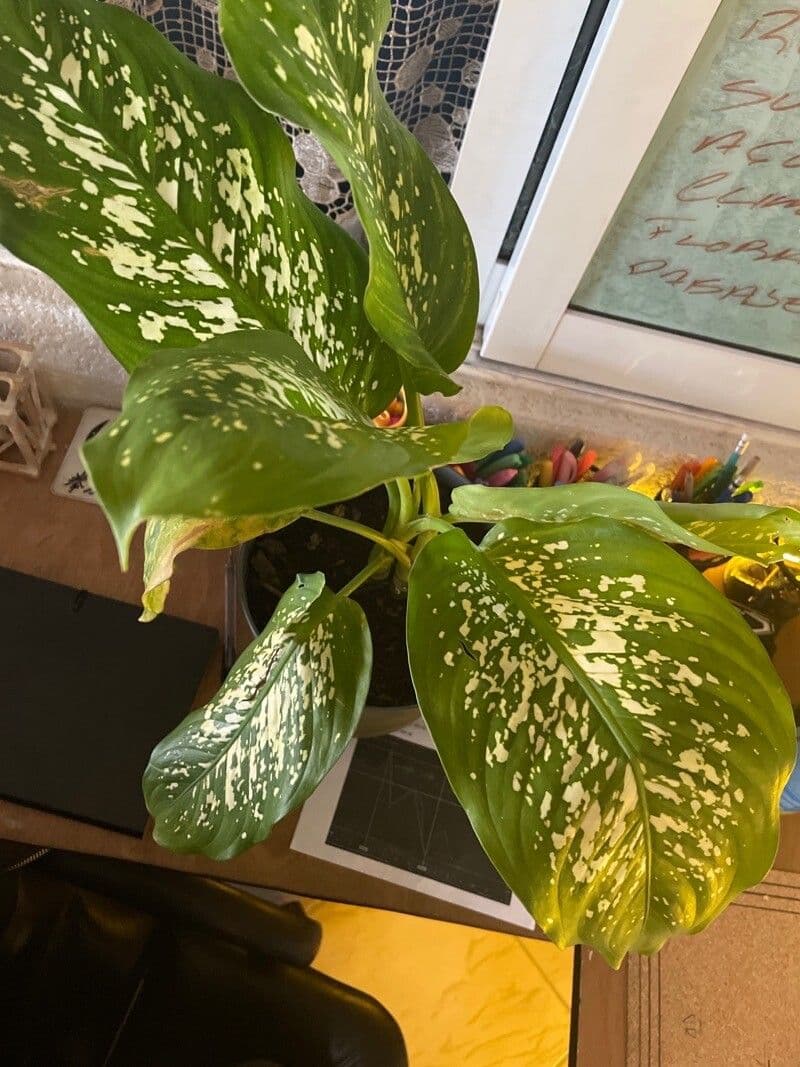 Dieffenbachia di Grayum 4