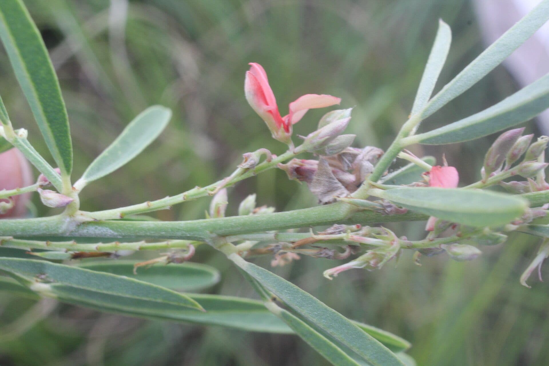 Indigofera 6