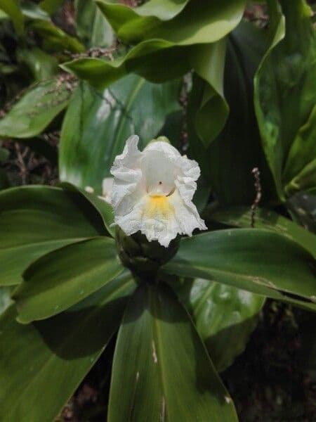Costus 3