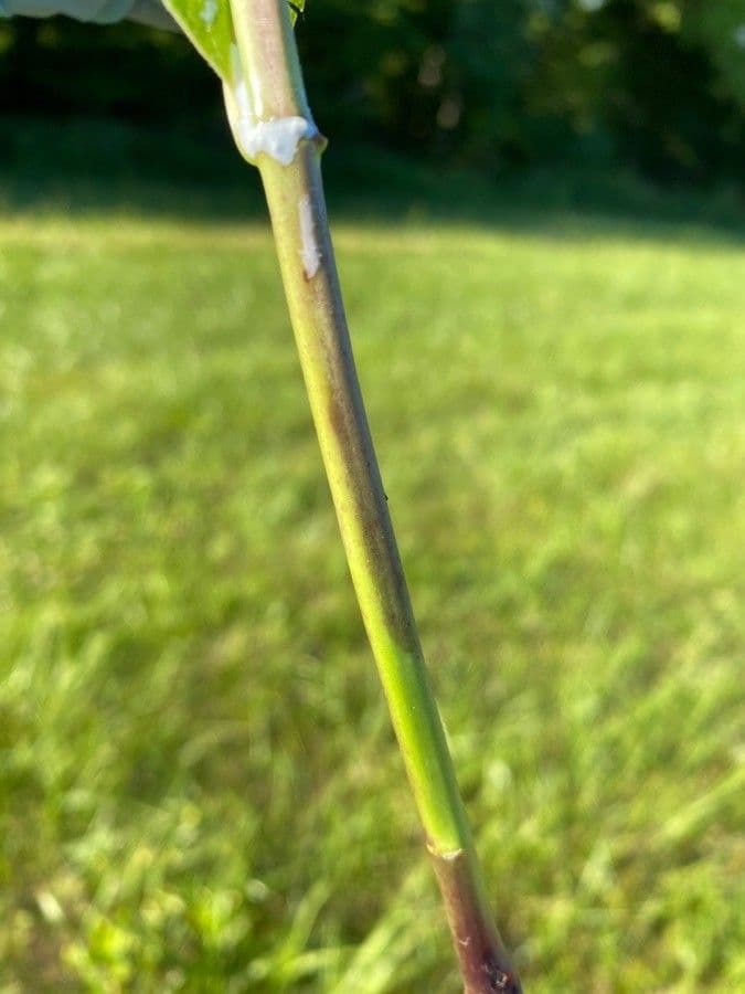 Klejcha hedvábná 25