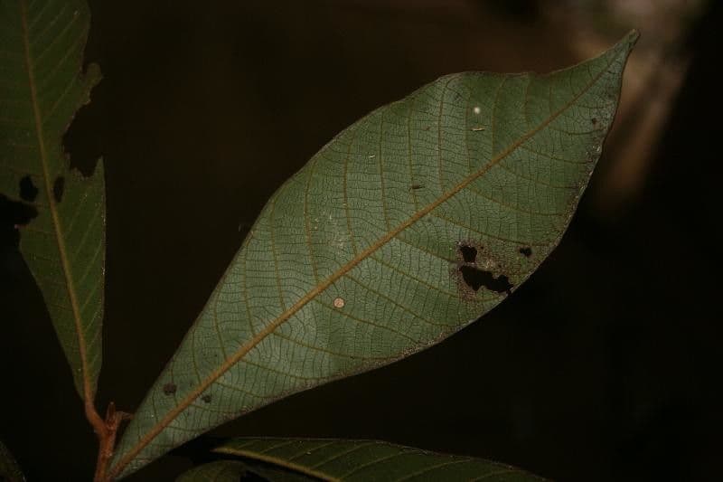 Ecclinusa 2