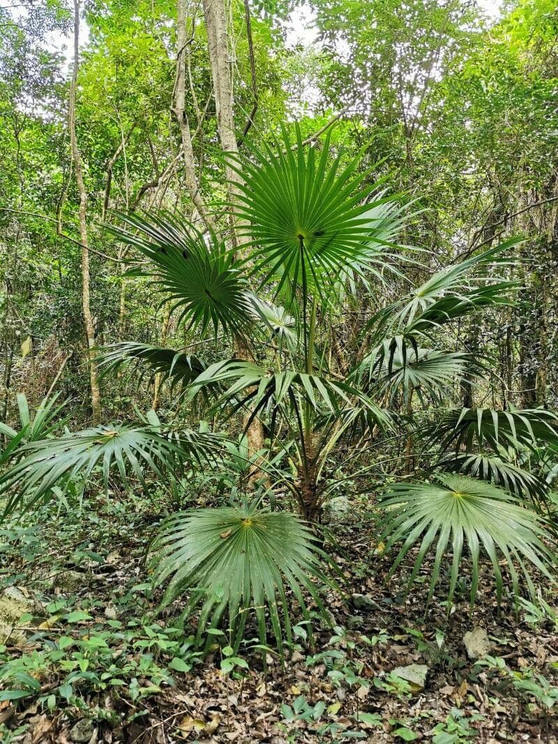 Sabal