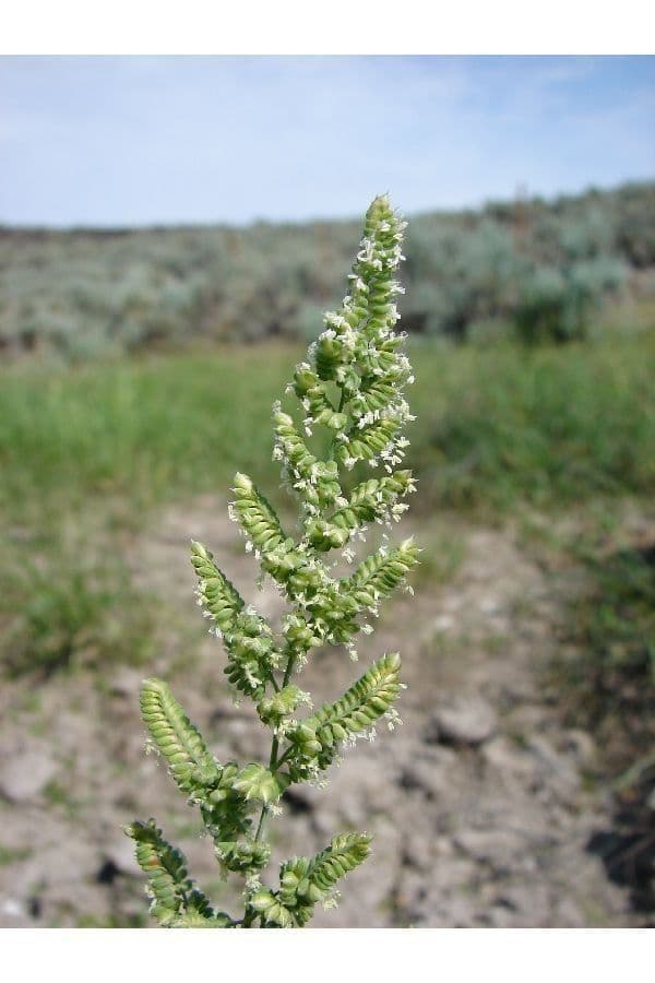 Beckmannia syzigachne 10