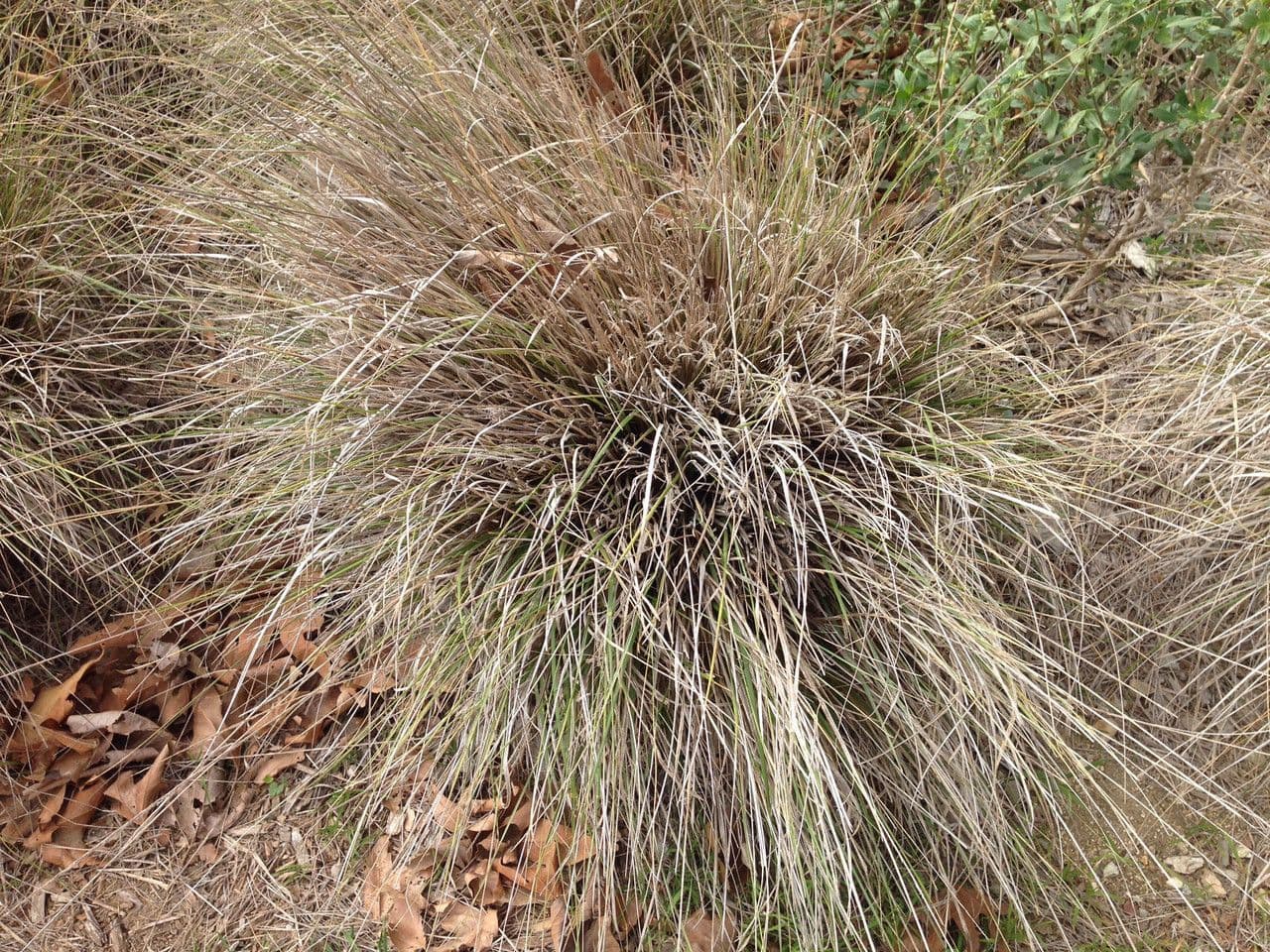 Muhlenbergia rigens 4
