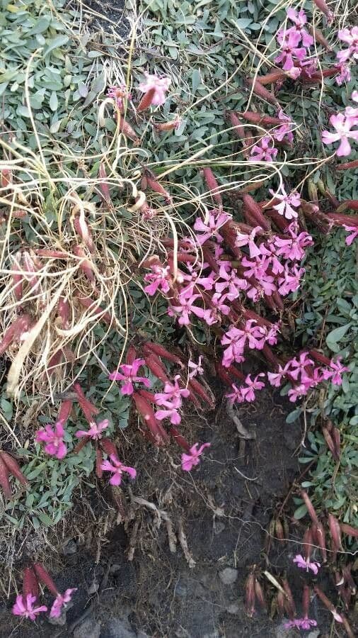 Saponaria rossa 2