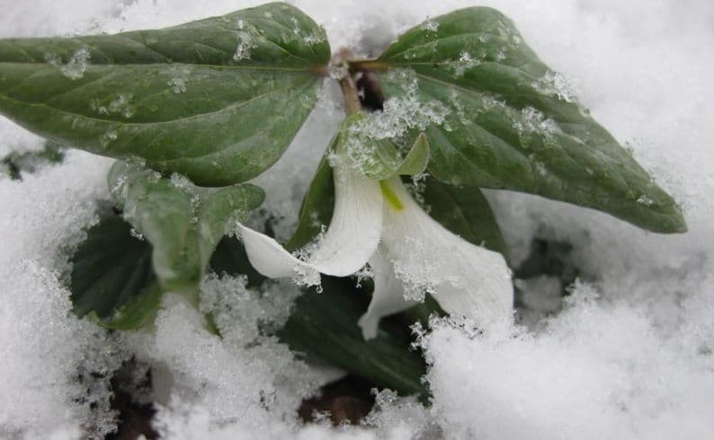 Trillium nivale 7