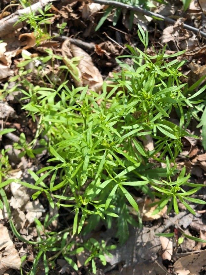 Floerkea proserpinacoides 10