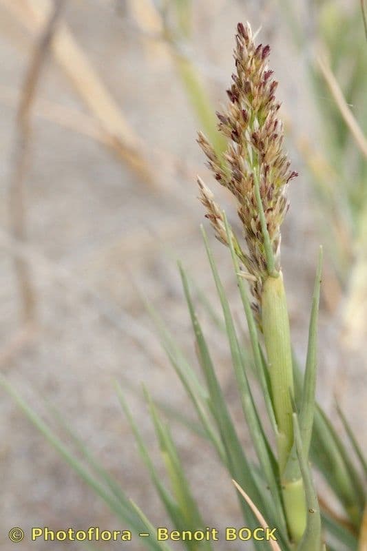 Sporobolus