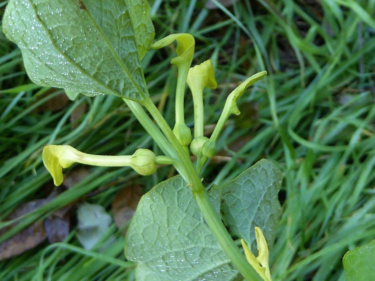 Osterluzei 25