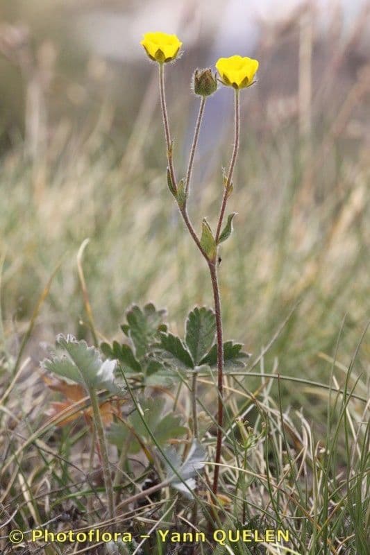 Potentilla nivea 9