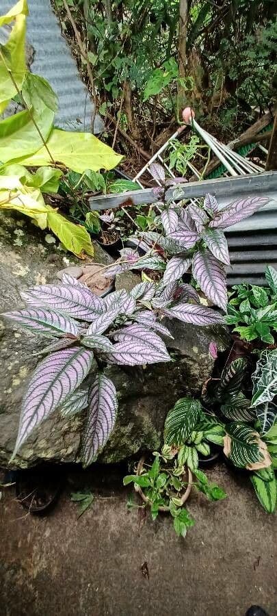 Strobilanthes 6