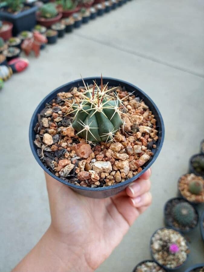 Cactus a botte di Emory 20