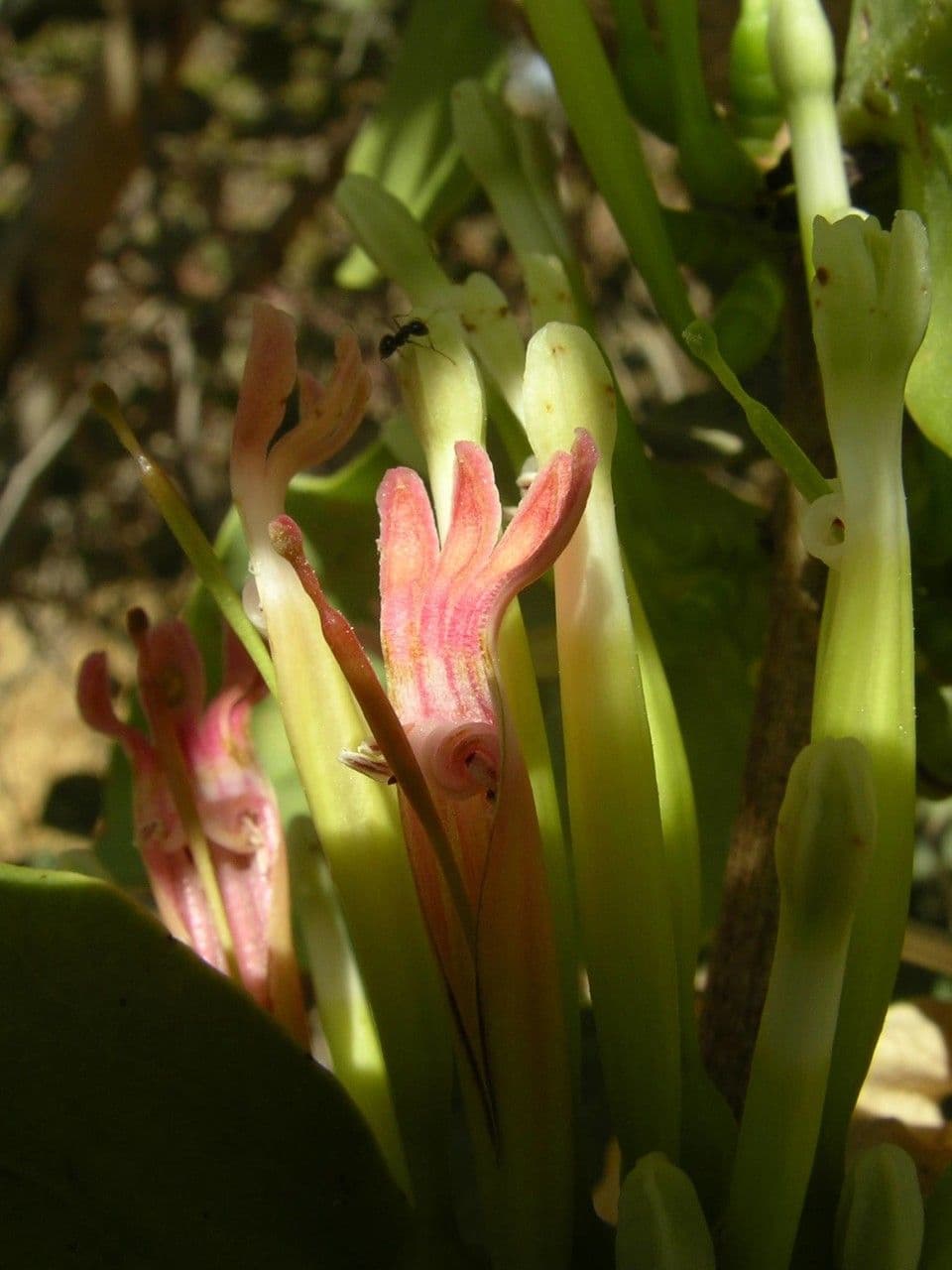 Tapinanthus 2