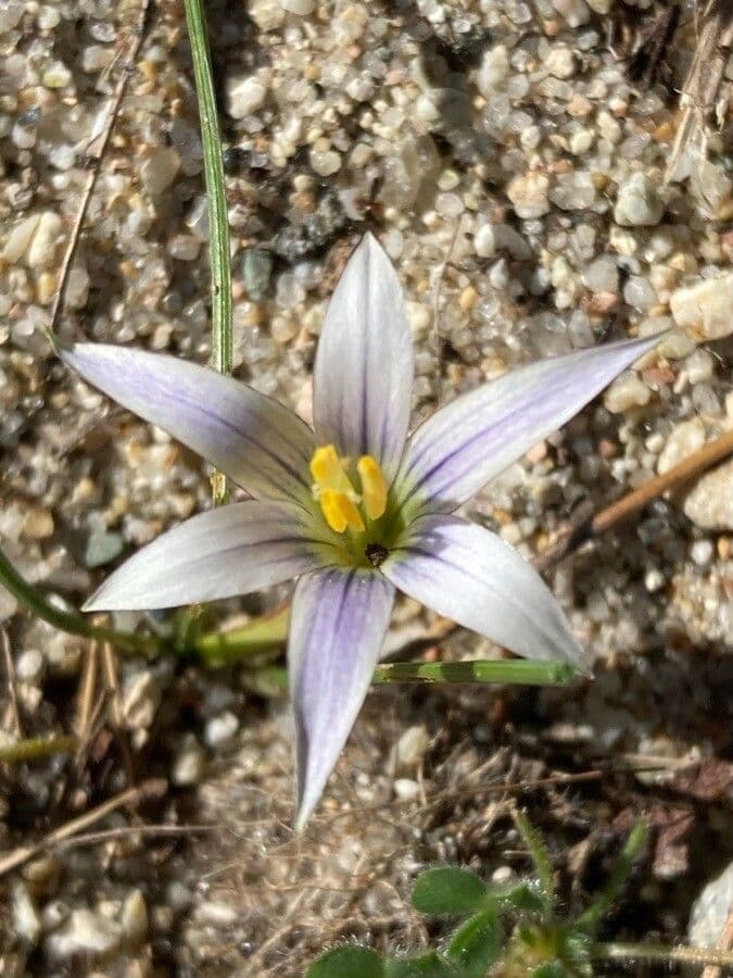 Romulea 6