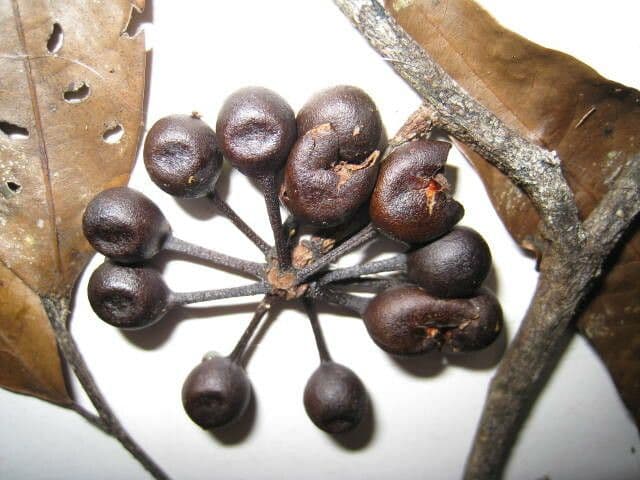 Unonopsis 2