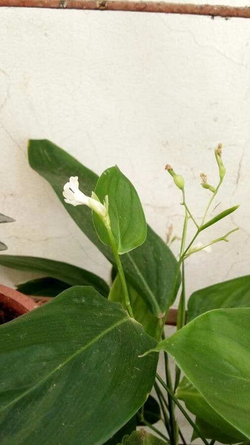 Maranta 5