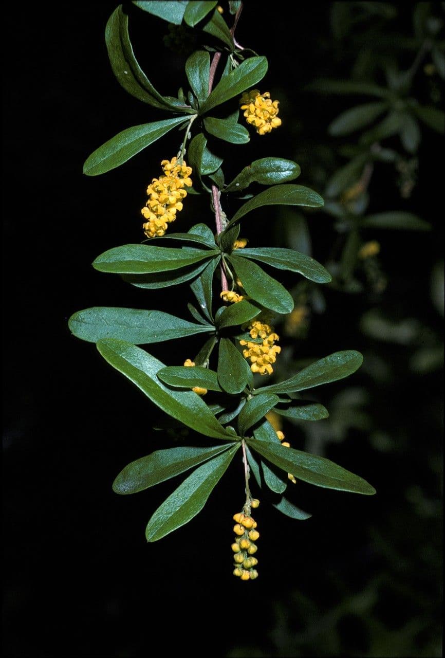 Berberis 4
