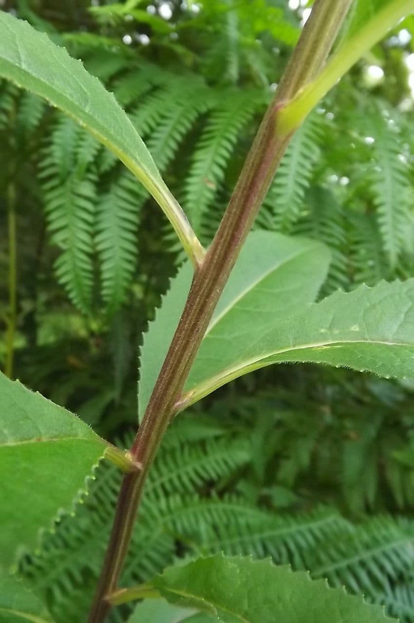 Bayonner Greiskraut 22