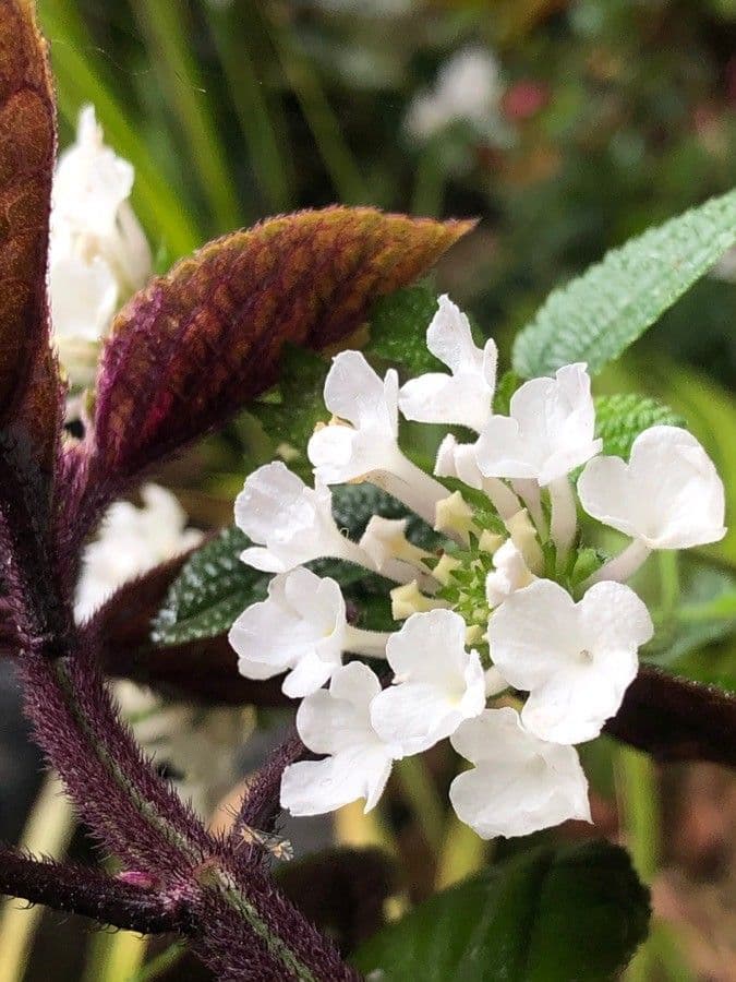 Plectranthus