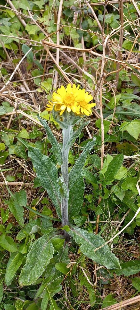 Tephroseris helenitis 13
