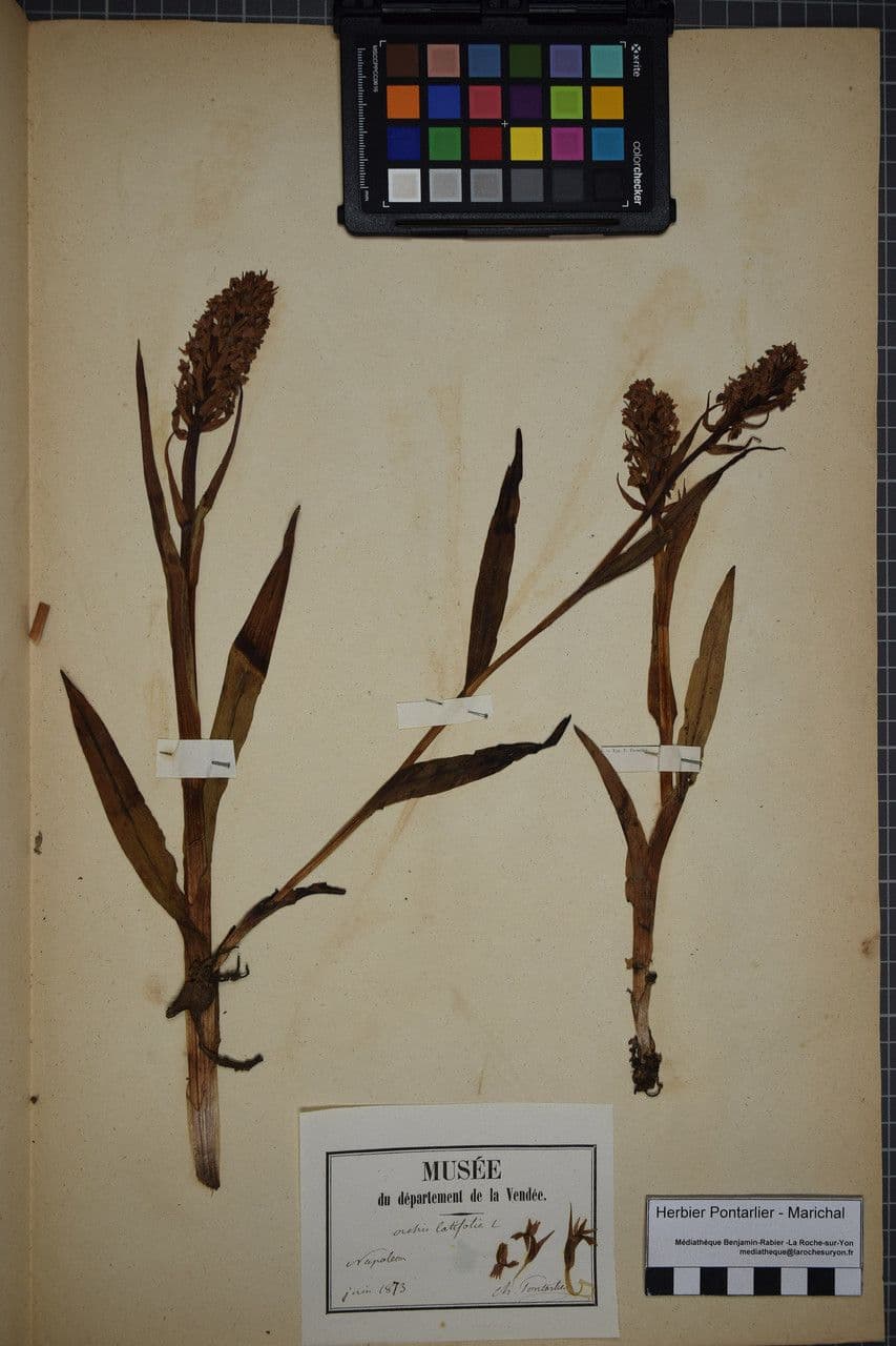 Orchidea sambucina 28