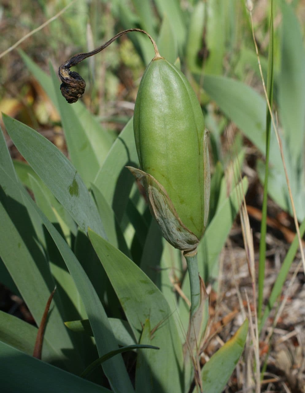 Iris lutescens 2