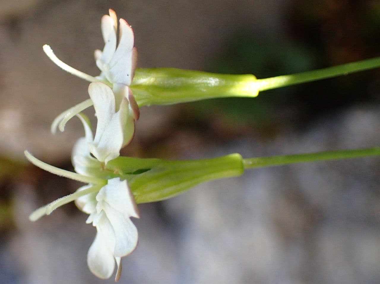 Silene saxifraga 12