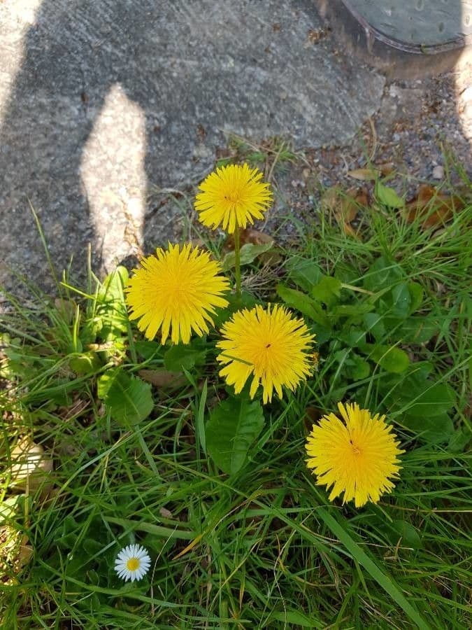 Sumpf-Löwenzahn 8