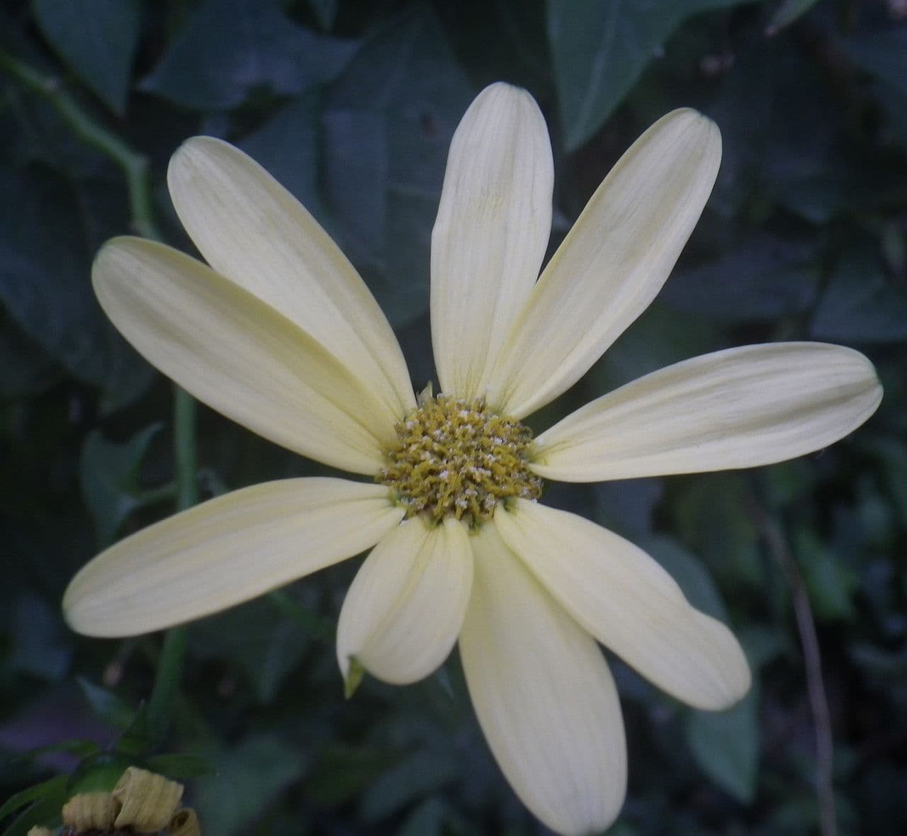 Senecio 4