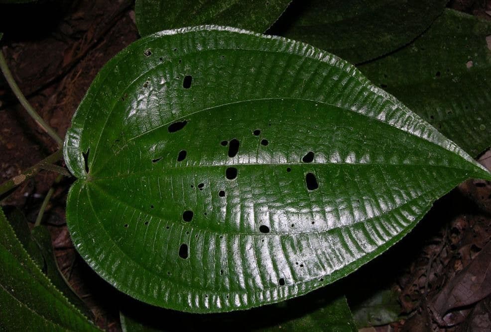 Miconia 14