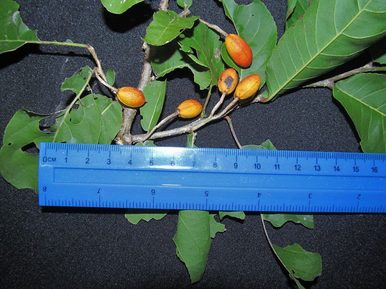 Casearia corymbosa 21