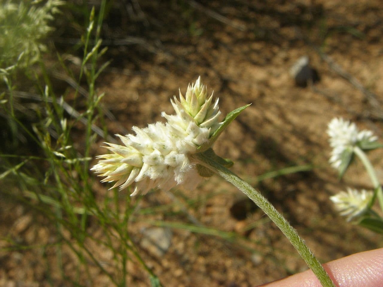 Gomphrena