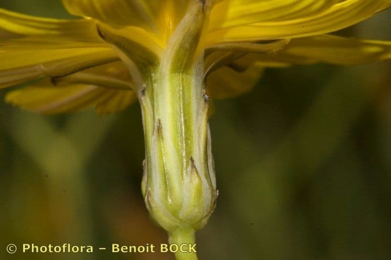 Lattuga lanosa 4
