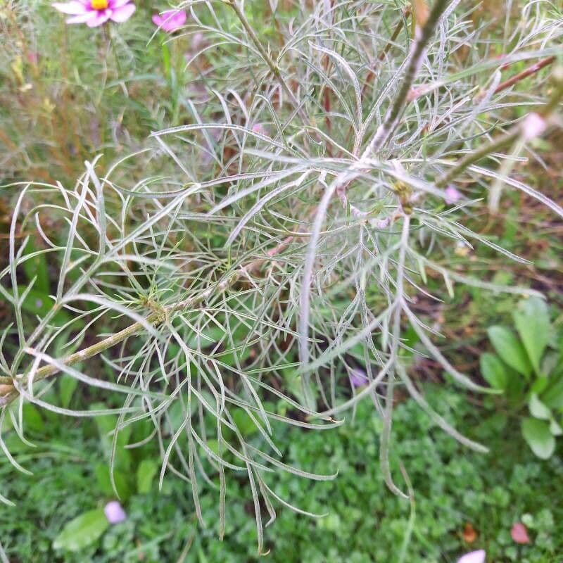 Cosmo 18