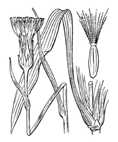 Scorzonera minore 25