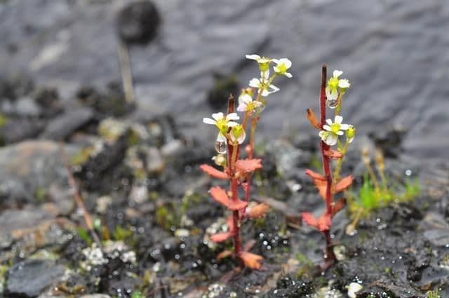 Aufsteigendes Steinbrech 10