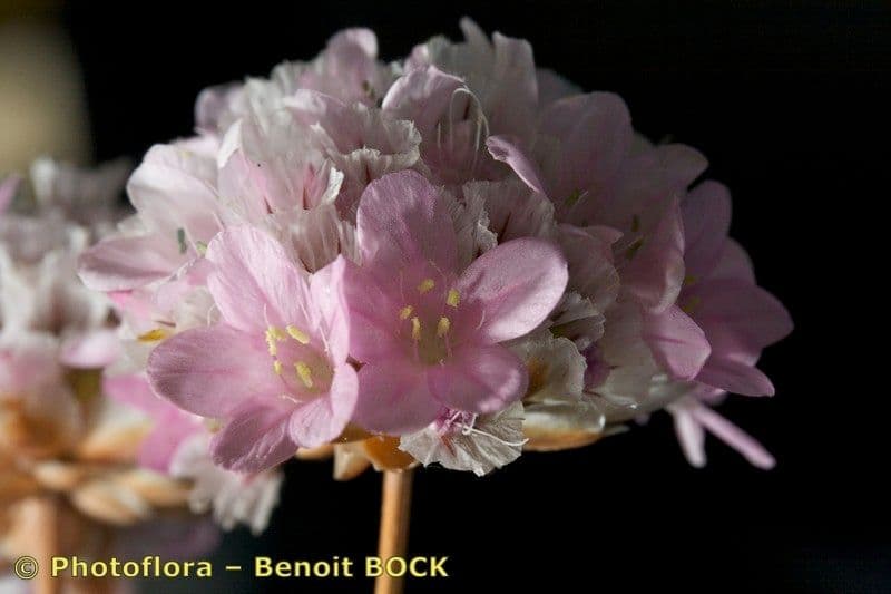 Armeria 5