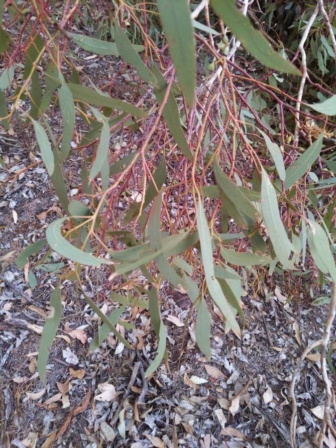 Eucalyptus microcarpa 8